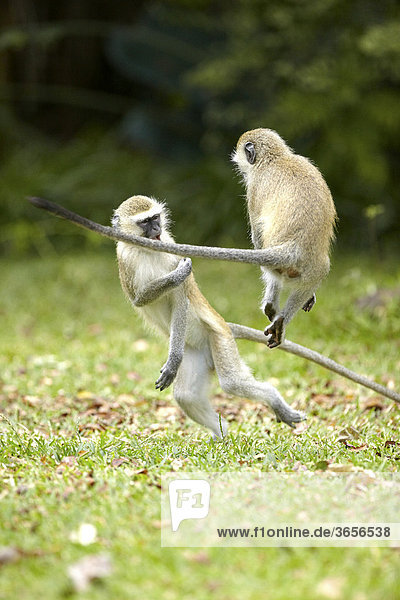Südliche Grünmeerkatzen (Chlorocebus pygerythrus)  Sambia  Afrika