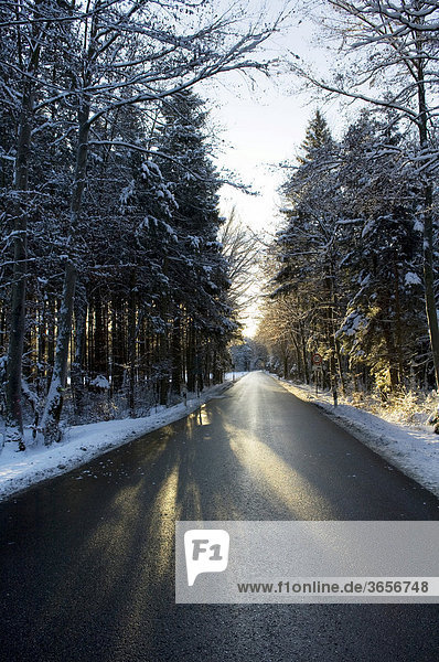 Winterliche Straße führt durch sonnenlichtdurchfluteten Mischwald  Bayern  Deutschland  Europa