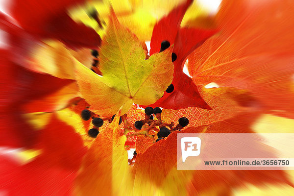 Wilder Wein in Herbstfarben  Zoomeffekt