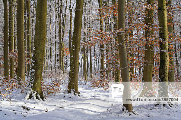 Winterlicher Buchenwald (Fagus sylvatica)  Westerwald  Mittelgebirge  Hessen  Deutschland  Europa