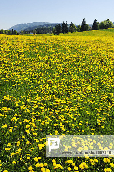 Feld blühender Löwenzahn (Taraxacum sect. Ruderalia)  Jura  Schweiz  Europa
