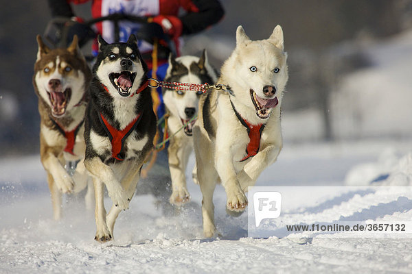Musher mushing his Siberian huskies at sleddog race in Lenk  Switzerland  Europe