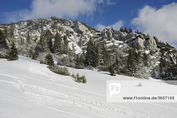 Bergfichten (Picea abies) an felsigem Berggrat in verschneiter Berglandschaft mit Skispuren  Sudelfeld  bayerische Voralpen  Bayern  Deutschland  Europa
