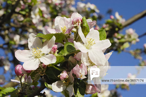 Blüten und Blütenknospen eines Apfelbaum (Malus ssp.)  Samerberg  Bayern  Deutschland  Europa
