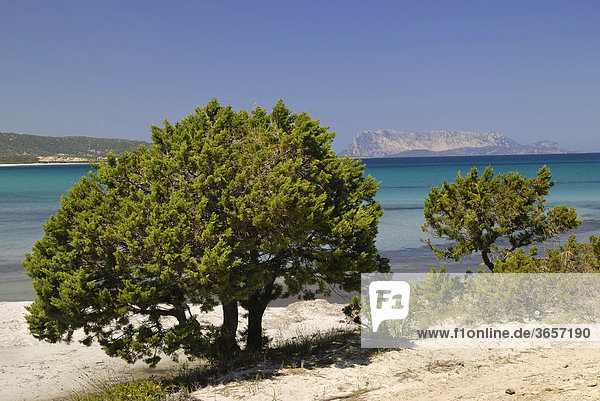 Mediterrane Zwerg-Zypresse (Cupressa sp) an Sandküste  Santa Anna  Pineta  Sardinien  Italien  Europa