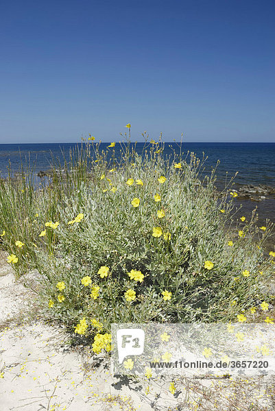 Strauch einer gelb blühenden Cistrose  Zistrose (Hamilium hamiliumfolium) an Sandstrand  Santa Anna  Pineta  Sardinien  Italien  Europa