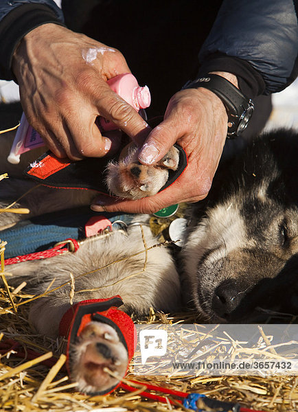 Massage  Behandlung der Füße eines Schlittenhundes  Alaskan Husky  Salbe  am Checkpoint Pelly Crossing  Yukon Quest 1000 Meilen Internationales Schlittenhunderennen  Yukon Territory  Kanada  Nordamerika
