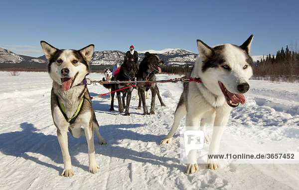 Mann  Musher auf einem Hundeschlitten  Schlittenhundegespann  zwei Leithunde  Alaskan Huskies  zugefrorener Yukon River Fluß  Yukon Territory  Kanada