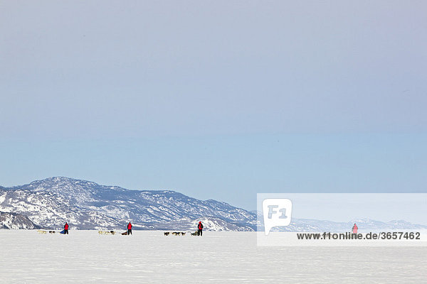 Four mushers running  driving dog sleds  teams of sled dogs  mountains behind  frozen Lake Laberge  Yukon Territory  Canada