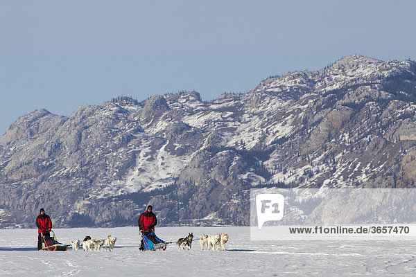 Zwei Männer  Musher mit Schlittenhundegespann  lenken Hundeschlitten  Team von Schlittenhunden  Alaskan Huskies  dahinter Berge  gefrorener Lake Laberge See  Yukon Territorium  Kanada