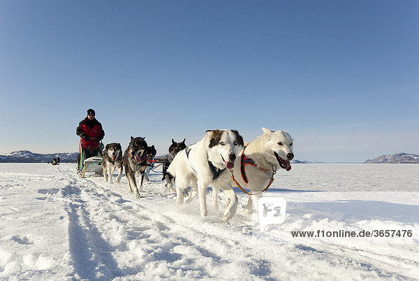 Two white leaders  lead dogs  man  musher running  driving a dog sled  team of sled dogs  Alaskan Huskies  frozen Lake Laberge  Yukon Territory  Canada