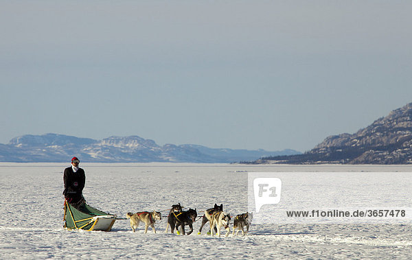 Man  musher running  driving a dog sled  team of sled dogs  Alaskan Huskies  mountains behind  frozen Lake Laberge  Yukon Territory  Canada
