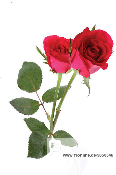 Rote Rosen (Rosa)
