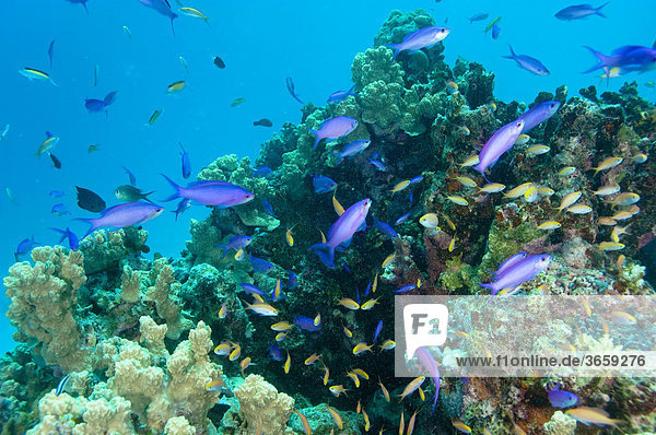 Coral reef Chuuk Truk Islands Micronesia Pacific Ocean