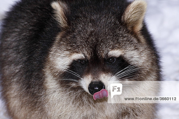 Waschbär (Procyon lotor) im Winter  leckt sich mit der Zunge