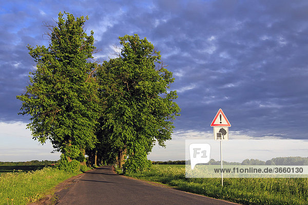 Lime Tree or Linden (Tilia) tree-lined avenue in the evening light  Mecklenburg-Western Pomerania  Germany  Europe