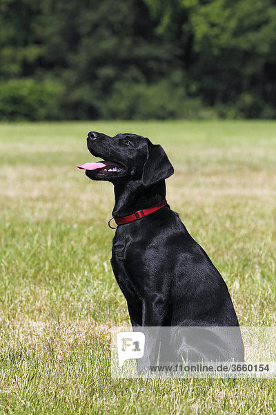 Schwarzer Labrador Retriever  junger Rüde macht Sitz  Gehorsamsübung  Hundeausbildung  Hundetraining