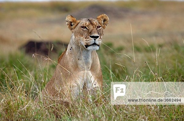 Lions  lat. panthera leo