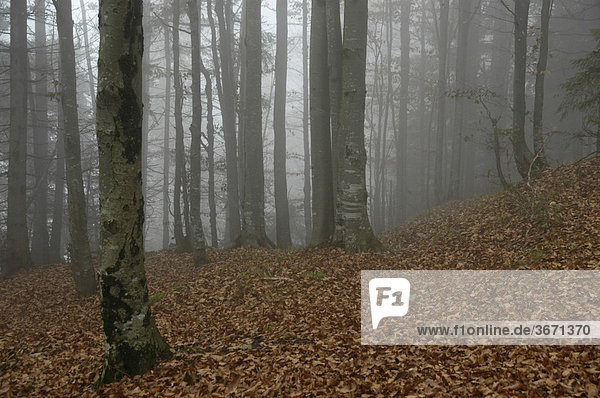 Novembertag Buchenwald Fagus sylvatica im Nebel Jochberg am Walchensee Oberbayern