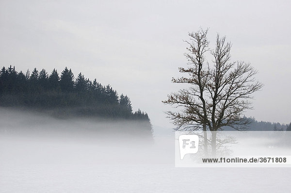Landscape with trees in fog