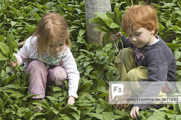 Mädchen und Junge pflücken im Wald Bärlauch Baerlauch Allium ursinum Bärenlauch