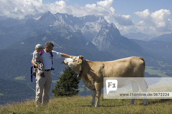 Walker mountain hiker on the Wank near Garmisch-Partenkirchen view to the Zugspitze Bavaria Germany Father with his sun touches a alp cow