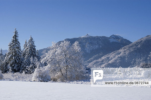 Verschneite Winterlandschaft mit dem Berg Hörnle im Murnauer Moor Moos bei Murnau Oberbayern Deutschland