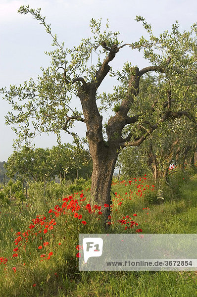 Olivenbaum mit rotem Mohn am Gardasee Südufer bei Bardolino Veneto Venetien Italien