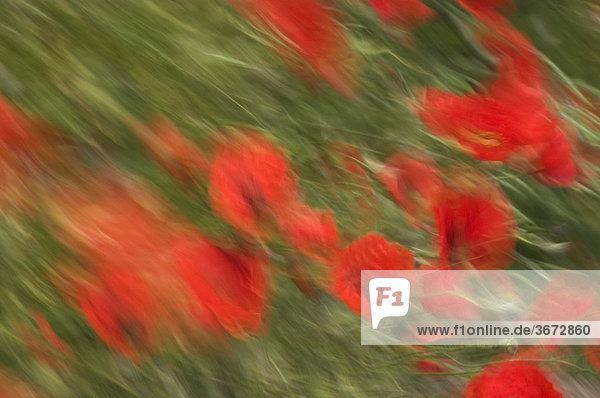Roter Mohn auf einer Sommerwiese