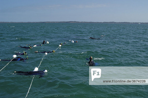 Snorkelling and swimming with the Dolphins in Port Phillip Bay Victoria Australia