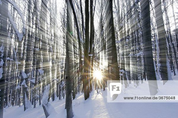 Snow covered forest on the Peilstein Lower Austria