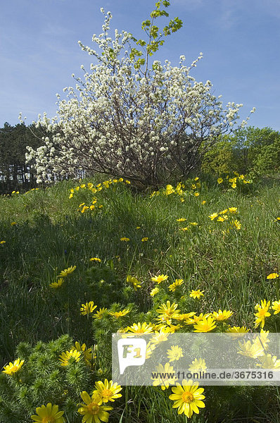 Frühlings Adonisröschen Adonis vernalisn dahinter Felsenbirne Amelanchier ovalis Perchtoldsdorfer Heide Niederösterreich