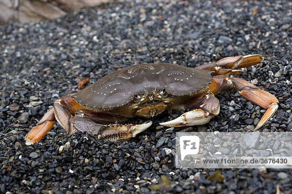 Red rock crab on shore