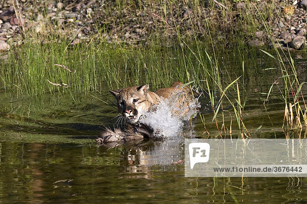 Puma (felis concolor) im Wasser greift nach einer Beuteattrappe