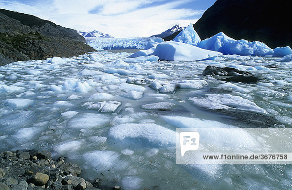 Floes in the lake of glaciar Grey Torres del Paine national park Chile