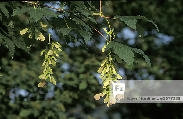 Bergahorn Samenstand - Acer pseudoplatanus - Bayern