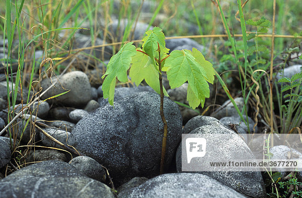 Bergahorn Jungpflanze sprießt durch Steine - Acer pseudoplatanus - Bayern