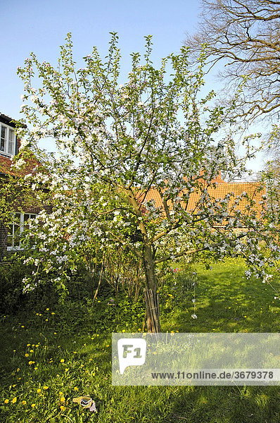 Blühender apfelbaum