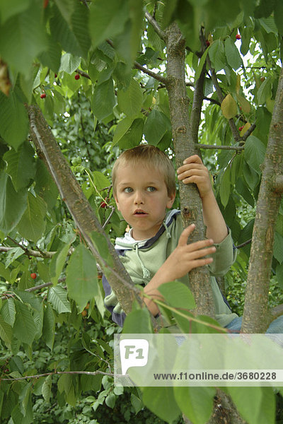 Kind auf kirschbaum