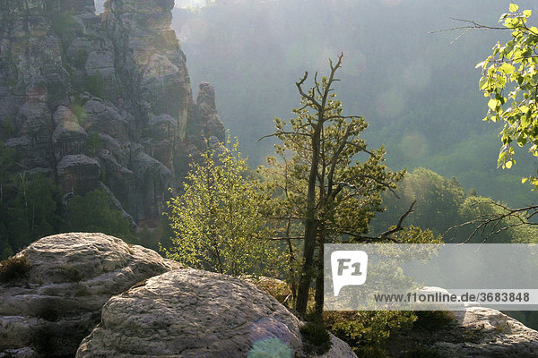 Deutschland  Sachsen  Elbsandsteingebirge  Sächsische Schweiz  Blick auf Sandsteinformationen   solitäre Kiefer