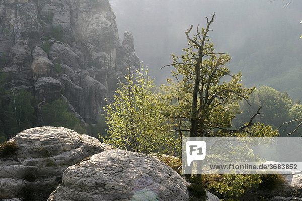Deutschland  Sachsen  Elbsandsteingebirge  Sächsische Schweiz  Blick auf Sandsteinformationen   solitäre Kiefer