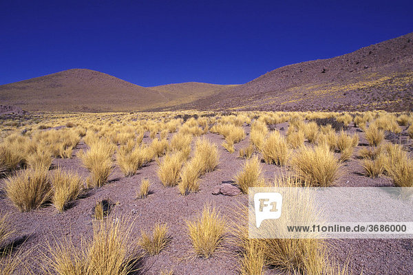 Landschaft mit trockenen Graesern in der Hochgebirgswueste Atacama Chile