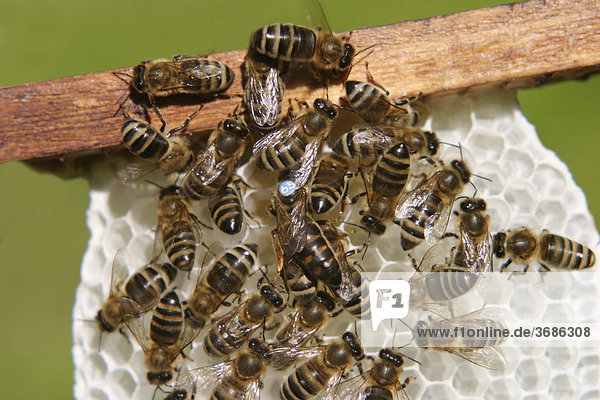 Bienen mit Koenigin auf Wabe