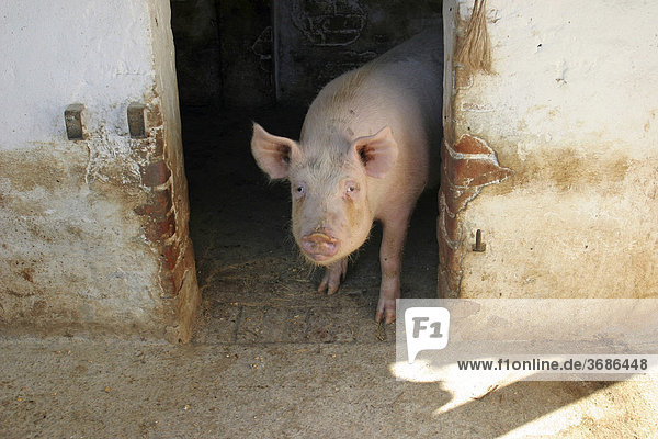 Schwein schaut aus Stall
