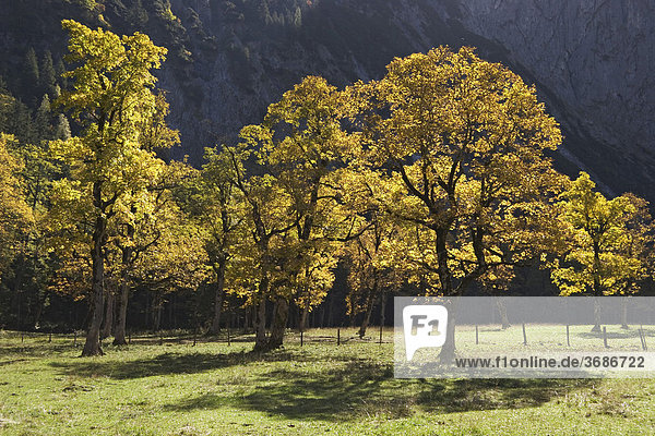 Großer Ahornboden  Herbstfärbung in der Eng  Bergahorn  Acer pseudoplatanus  Österreich