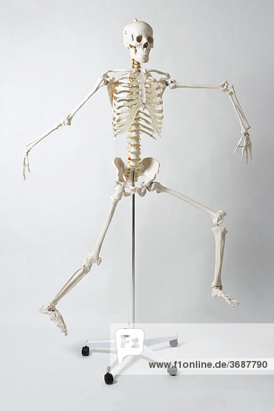 Ein anatomisches Skelettmodell beim Laufen und Springen