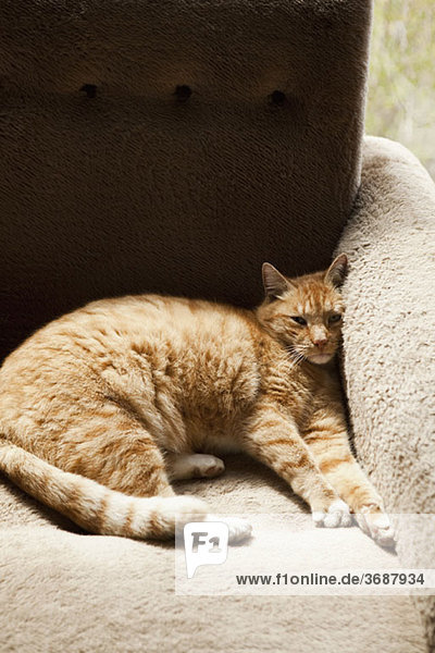 A tabby cat lying comfortably in an armchair