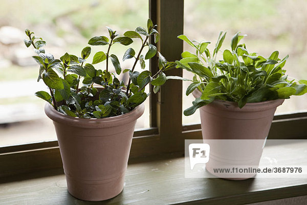 Two flower pots of sage and mint