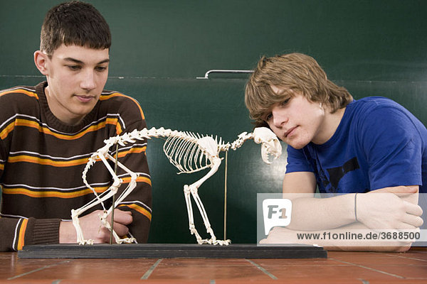 Zwei Schüler beim Betrachten eines Katzen-Skeletts im Biologieunterricht