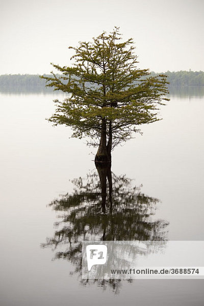 Ein Baum und seine Spiegelung in einem See